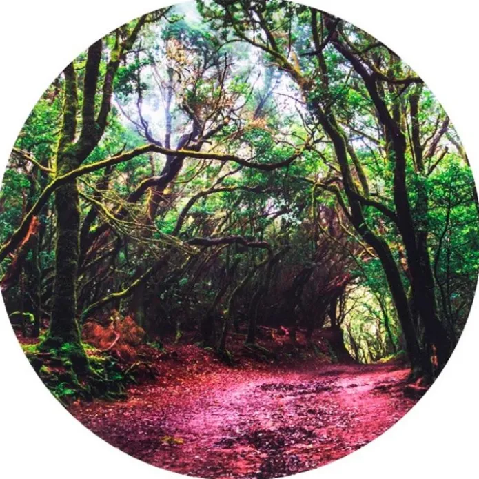 Alfombra para mesas de luz y bandejas sensoriales Bosque 62,5 cm - TickiT