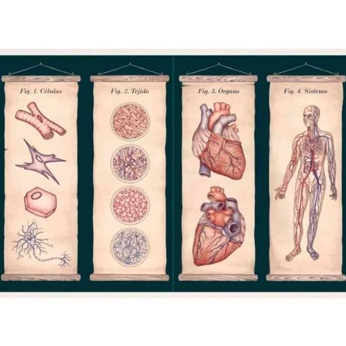 Anatomicum - Visita nuestro Museo - Impedimenta