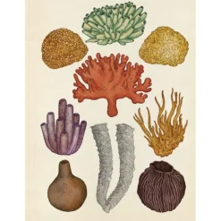 Animalium - Visita nuestro Museo - Impedimenta
