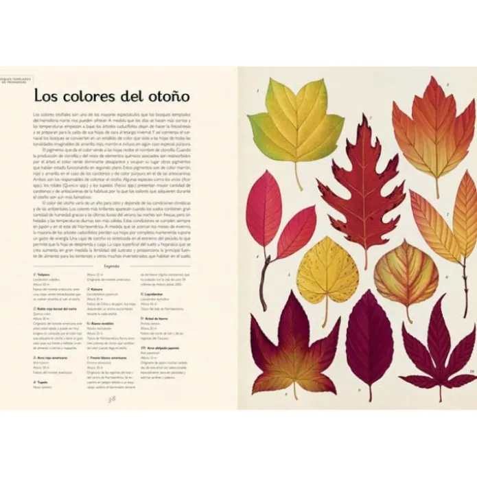 Arboretum - Visita nuestro Museo - Impedimenta