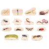 Bloques de madera Insectos (15) - TickiT