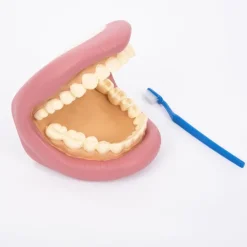 Boca para cepillar los dientes - Commotion Distribution