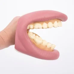 Boca para cepillar los dientes - Commotion Distribution