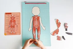 Bodymagnet: juego de anatomía - Janod
