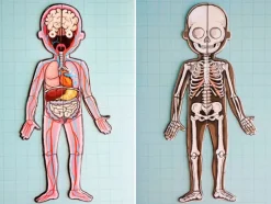 Bodymagnet: juego de anatomía - Janod