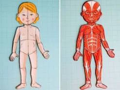 Bodymagnet: juego de anatomía - Janod