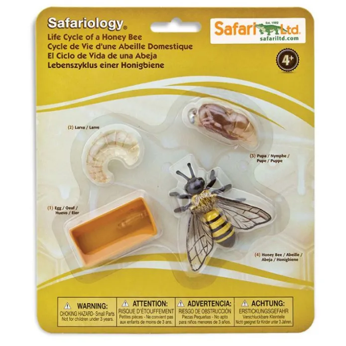 Ciclo de vida de una abeja - Safari