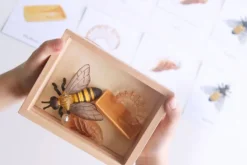 Ciclo de vida de una abeja - Safari