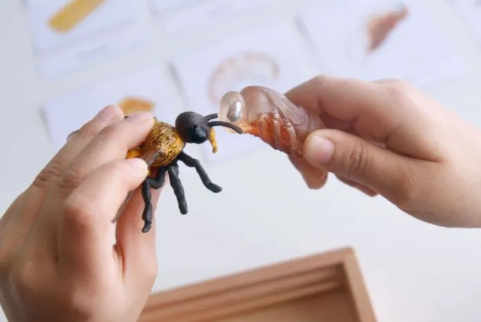 Ciclo de vida de una abeja - Safari