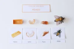 Ciclo de vida de una abeja - Safari