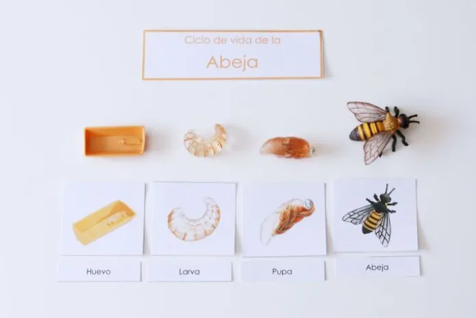 Ciclo de vida de una abeja - Safari