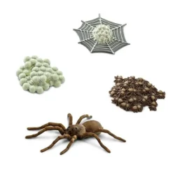 Ciclo de vida de una araña - Safari