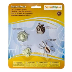 Ciclo de vida de una araña - Safari