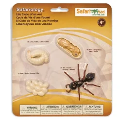 Ciclo de vida de una hormiga - Safari