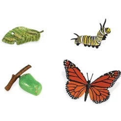 Ciclo de vida de una mariposa - Safari