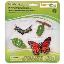Ciclo de vida de una mariposa - Safari