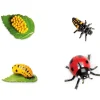 Ciclo de vida de una mariquita - Safari