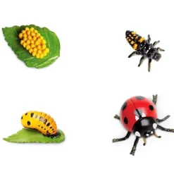 Ciclo de vida de una mariquita - Safari