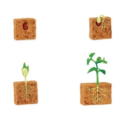 Ciclo de vida de una planta de Judía Verde - Safari