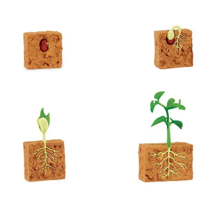Ciclo de vida de una planta de Judía Verde - Safari