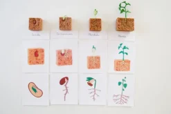 Ciclo de vida de una planta de Judía Verde - Safari