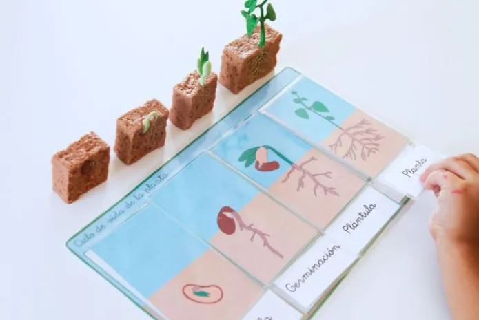 Ciclo de vida de una planta de Judía Verde - Safari