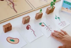 Ciclo de vida de una planta de Judía Verde - Safari
