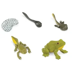 Ciclo de vida de una rana - Safari