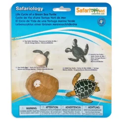 Ciclo de vida de una tortuga - Safari