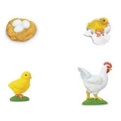 Ciclo de vida de un pollo - Safari