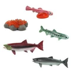 Ciclo de vida de un salmón - Safari