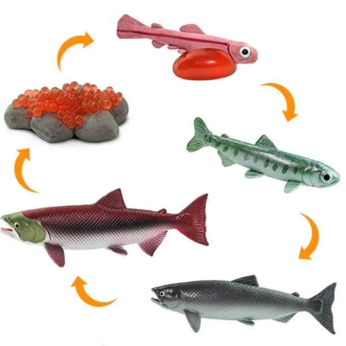 Ciclo de vida de un salmón - Safari