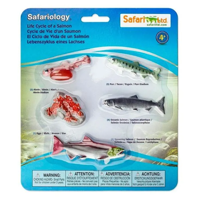 Ciclo de vida de un salmón - Safari