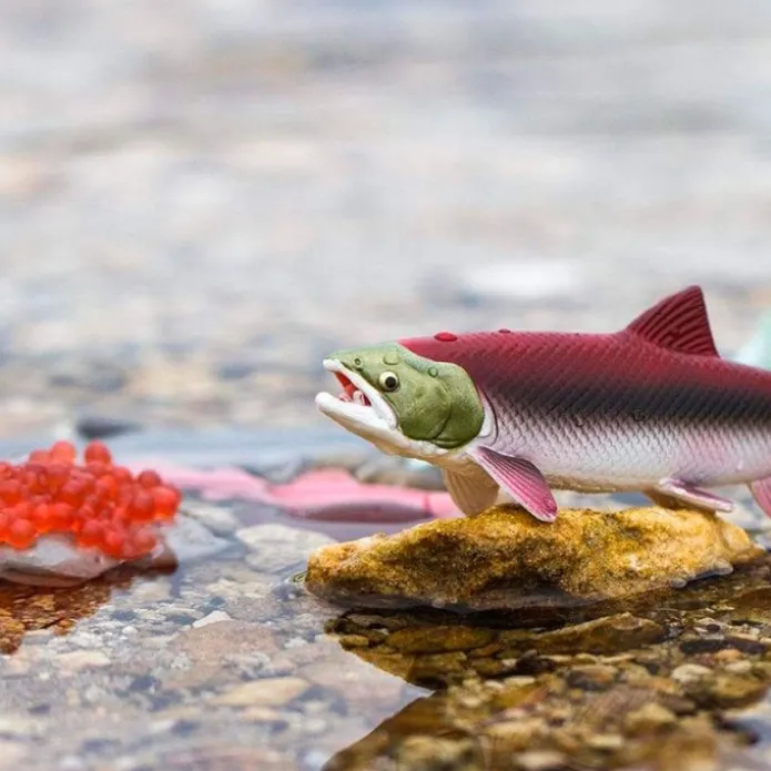 Ciclo de vida de un salmón - Safari