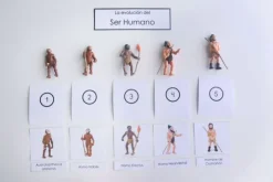Ciclo evolución del ser humano - Safari