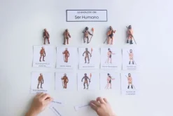 Ciclo evolución del ser humano - Safari