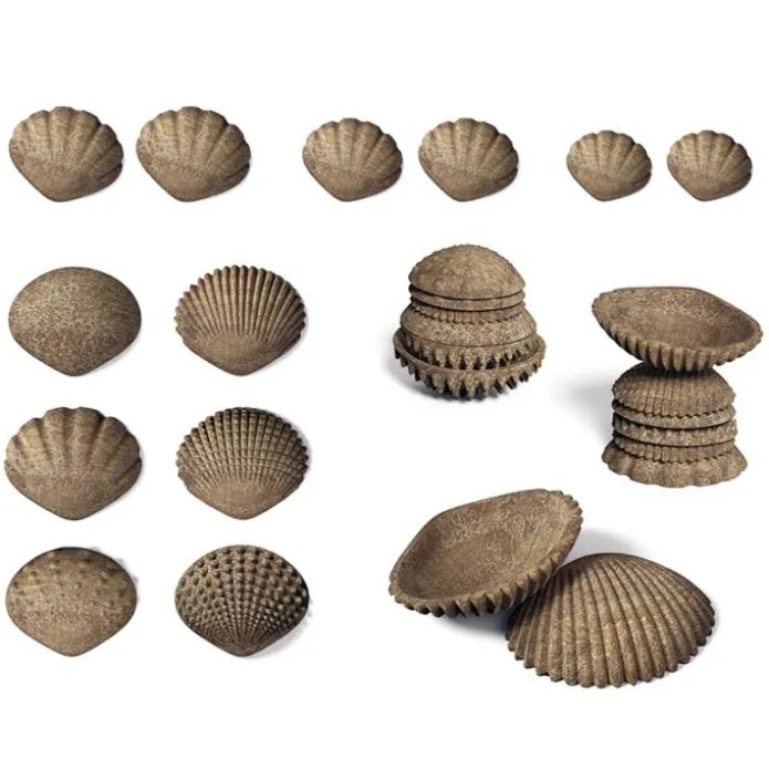 Conchas ecológicas táctiles y sensoriales (36) - EDX Education