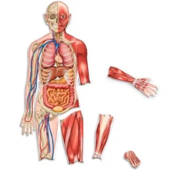Cuerpo humano magnético doble cara 17 piezas - Learning Resources