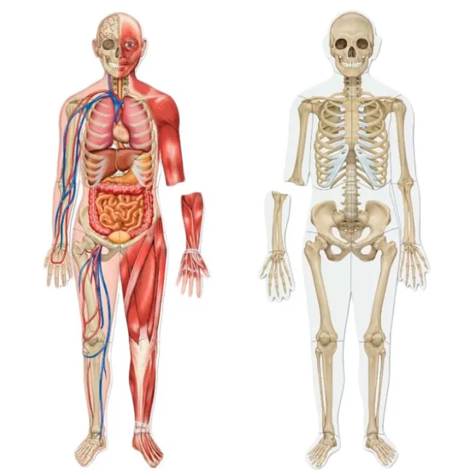 Cuerpo humano magnético doble cara 17 piezas - Learning Resources