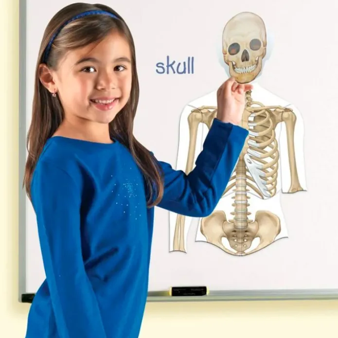 Cuerpo humano magnético doble cara 17 piezas - Learning Resources