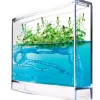 Ecosistema de hormigas y plantas - Antquarium