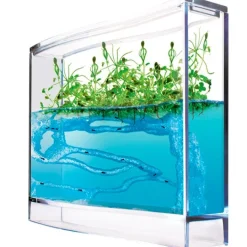 Ecosistema de hormigas y plantas - Antquarium