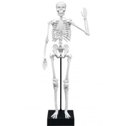 Esqueleto humano articulado 45 cm con radiografías y actividades - Buki