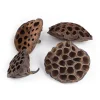 Flores de loto secas 10 cm (10) - Deukaliptus