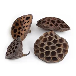 Flores de loto secas 10 cm (10) - Deukaliptus