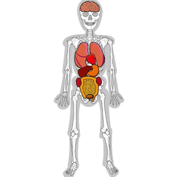 Hombre esqueleto Skeleton Man Light & Learn - HenBea