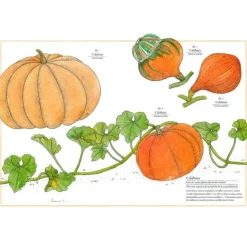 Inventario ilustrado de frutas y verduras - Virginie Aladjidi - Kalandraka