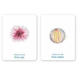 Juego de memoria Un mar de animales - MTM