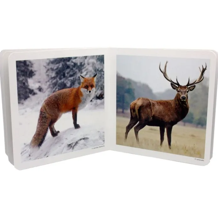 Libro de fotografías animales del bosque Volumen 1 - Nowordbooks