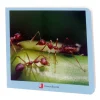 Libro de fotografías animalitos - Nowordbooks